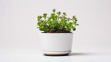 Photo of Rockcress flower in pot isolated on white background. Generative AI