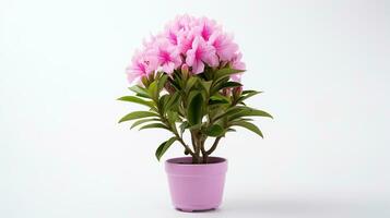 Photo of Rhododendron flower in pot isolated on white background. Generative AI