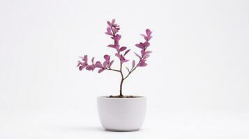 Photo of Redbud flower in pot isolated on white background. Generative AI