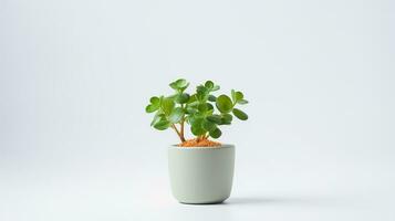 Photo of Rockcress flower in pot isolated on white background. Generative AI