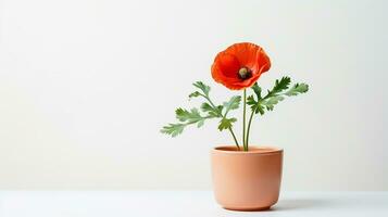 Photo of Poppy flower in pot isolated on white background. Generative AI