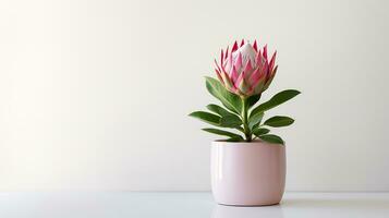 Photo of Protea flower in pot isolated on white background. Generative AI