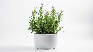 Photo of Rosemary flower in pot isolated on white background. Generative AI