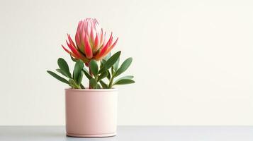 foto de protea flor en maceta aislado en blanco antecedentes. generativo ai