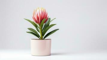 Photo of Protea flower in pot isolated on white background. Generative AI