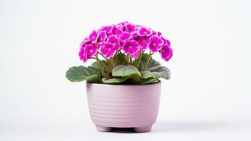 Photo of Primula flower in pot isolated on white background. Generative AI