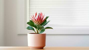 foto de protea flor en maceta aislado en blanco antecedentes. generativo ai