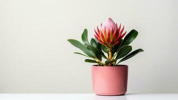 foto de protea flor en maceta aislado en blanco antecedentes. generativo ai