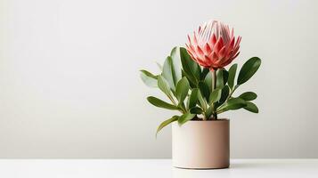 Photo of Protea flower in pot isolated on white background. Generative AI