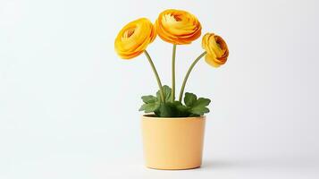 Photo of Ranunculus flower in pot isolated on white background. Generative AI