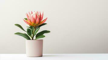 Photo of Protea flower in pot isolated on white background. Generative AI