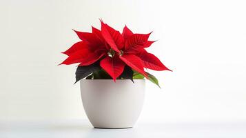 Photo of Poinsettia flower in pot isolated on white background. Generative AI