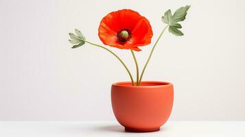 Photo of Poppy flower in pot isolated on white background. Generative AI