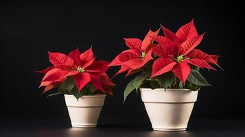 Photo of Poinsettia flower in pot isolated on white background. Generative AI