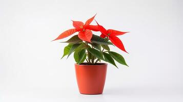 Photo of Poinsettia flower in pot isolated on white background. Generative AI