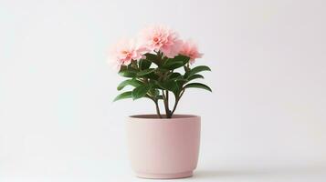 Photo of Pink flower in pot isolated on white background. Generative AI