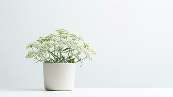 foto de reina ana cordón flor en maceta aislado en blanco antecedentes. generativo ai