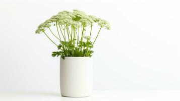 Photo of Queen Annes Lace flower in pot isolated on white background. Generative AI