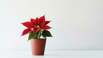 Photo of Poinsettia flower in pot isolated on white background. Generative AI