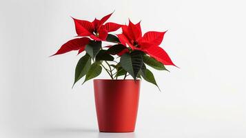 Photo of Poinsettia flower in pot isolated on white background. Generative AI