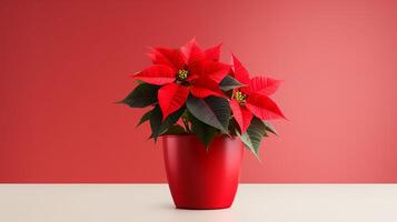 Photo of Poinsettia flower in pot isolated on white background. Generative AI