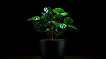 Photo of Peperomia flower in pot isolated on white background. Generative AI