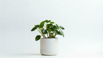 Photo of Peperomia flower in pot isolated on white background. Generative AI