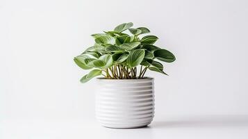 foto de peperomia flor en maceta aislado en blanco antecedentes. generativo ai