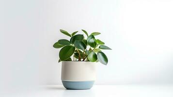 Photo of Peperomia flower in pot isolated on white background. Generative AI