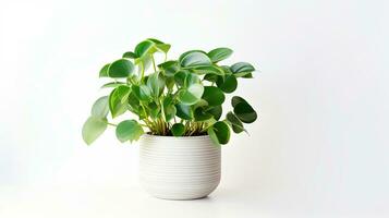 Photo of Peperomia flower in pot isolated on white background. Generative AI