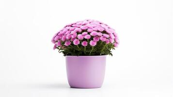 Photo of Mums flower in pot isolated on white background. Generative AI