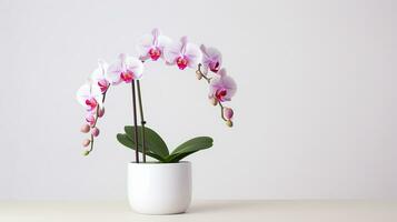 Photo of Orchid flower in pot isolated on white background. Generative AI