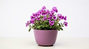 Photo of Nemesia flower in pot isolated on white background. Generative AI
