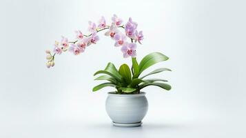 Photo of Monkey Orchid flower in pot isolated on white background. Generative AI