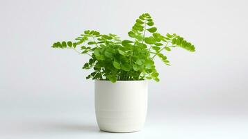 Photo of Maidenhair Fern flower in pot isolated on white background. Generative AI