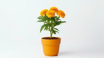 Photo of Marigold flower in pot isolated on white background. Generative AI