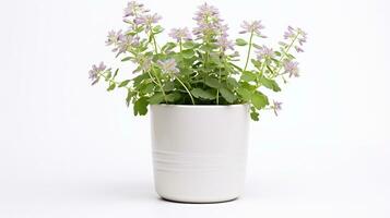 Photo of Meadow Rue flower in pot isolated on white background. Generative AI