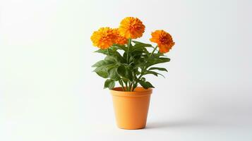 Photo of Marigold flower in pot isolated on white background. Generative AI