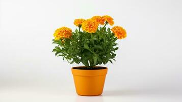 Photo of Marigold flower in pot isolated on white background. Generative AI