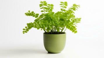 Photo of Maidenhair Fern flower in pot isolated on white background. Generative AI