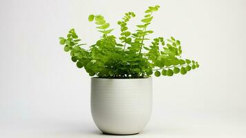 Photo of Maidenhair Fern flower in pot isolated on white background. Generative AI