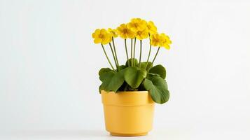 Photo of Marsh Marigold flower in pot isolated on white background. Generative AI