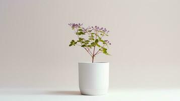 Photo of Meadow Rue flower in pot isolated on white background. Generative AI