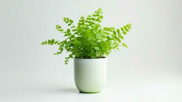 Photo of Maidenhair Fern flower in pot isolated on white background. Generative AI