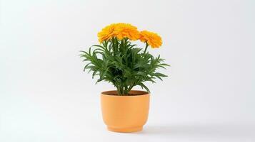 Photo of Marigold flower in pot isolated on white background. Generative AI