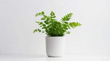 Photo of Maidenhair Fern flower in pot isolated on white background. Generative AI