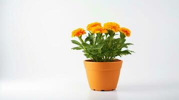 Photo of Marigold flower in pot isolated on white background. Generative AI