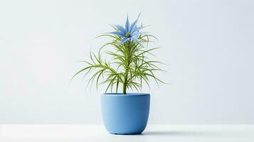 Photo of Love-in-a-Mist flower in pot isolated on white background. Generative AI