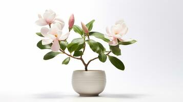 Photo of Magnolia flower in pot isolated on white background. Generative AI