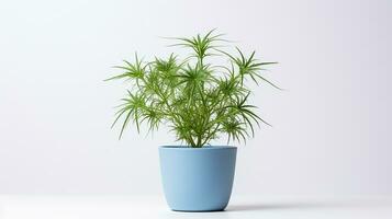 Photo of Love-in-a-Mist flower in pot isolated on white background. Generative AI